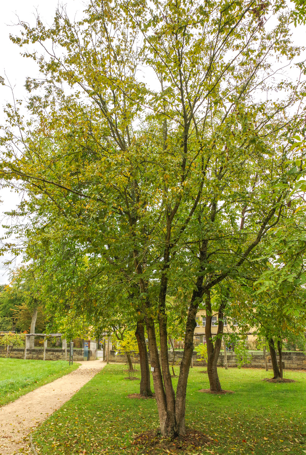 Betula lenta - Bot. Garten Potsdam - Okt. 2025