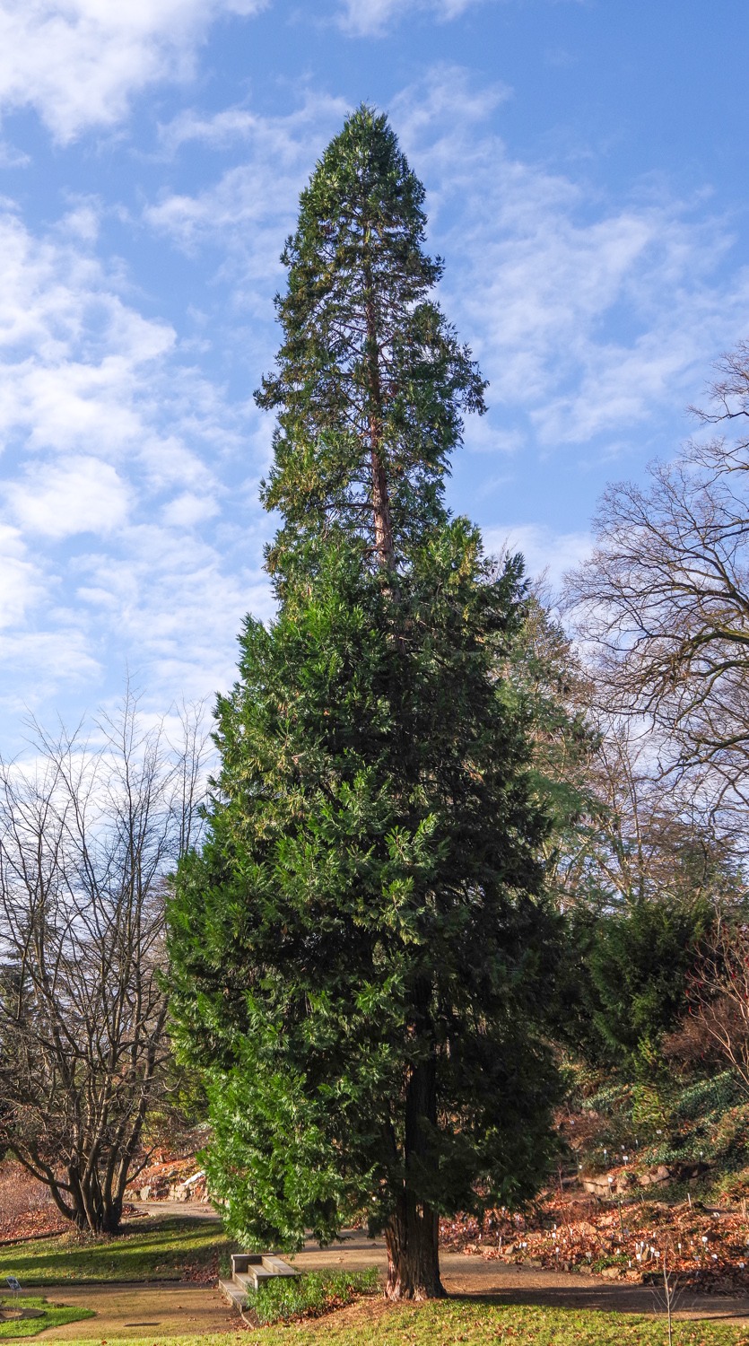Calocedrus decurrens - Potsdam - Dez. 2023