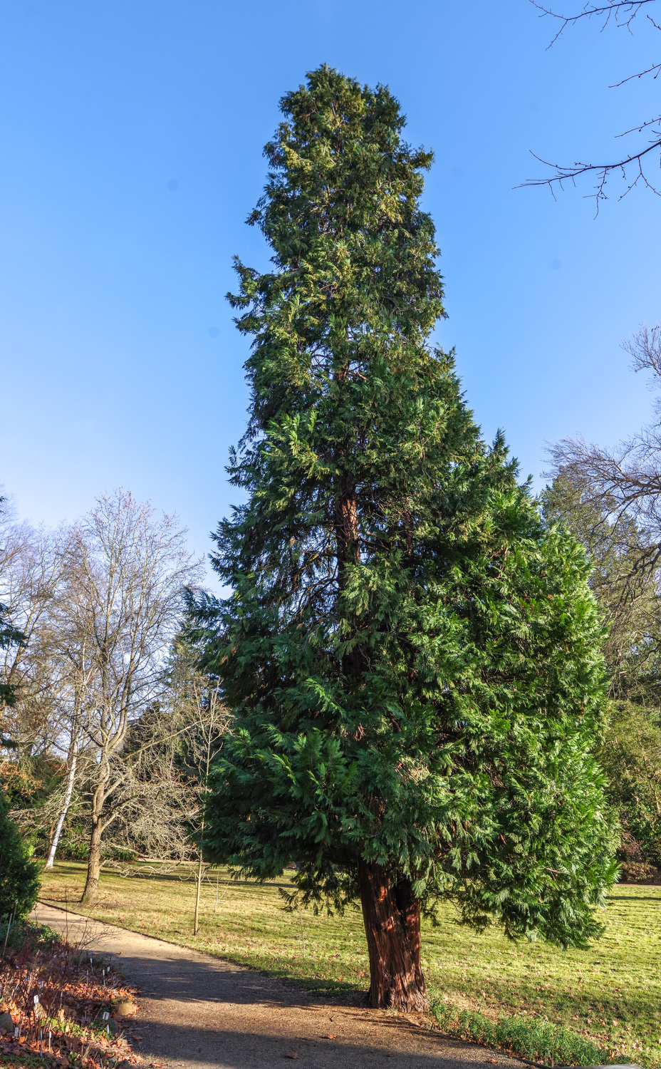 Calocedrus decurrens - Potsdam - Dez. 2023
