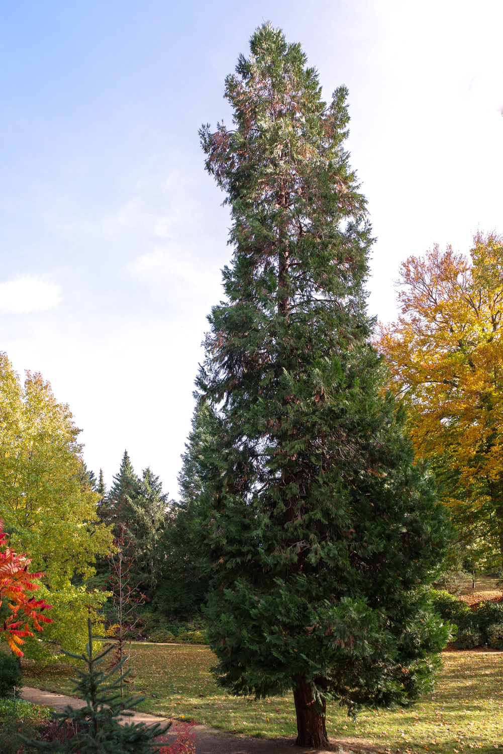 Calocedrus decurrens - Potsdam - Okt. 2022