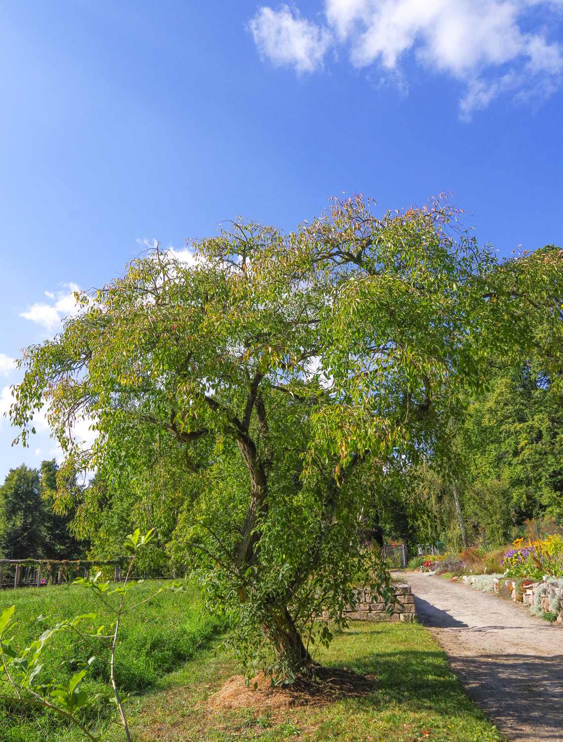 Euonymus phellomanus - Bot. Garten Potsdam - Okt. 2025