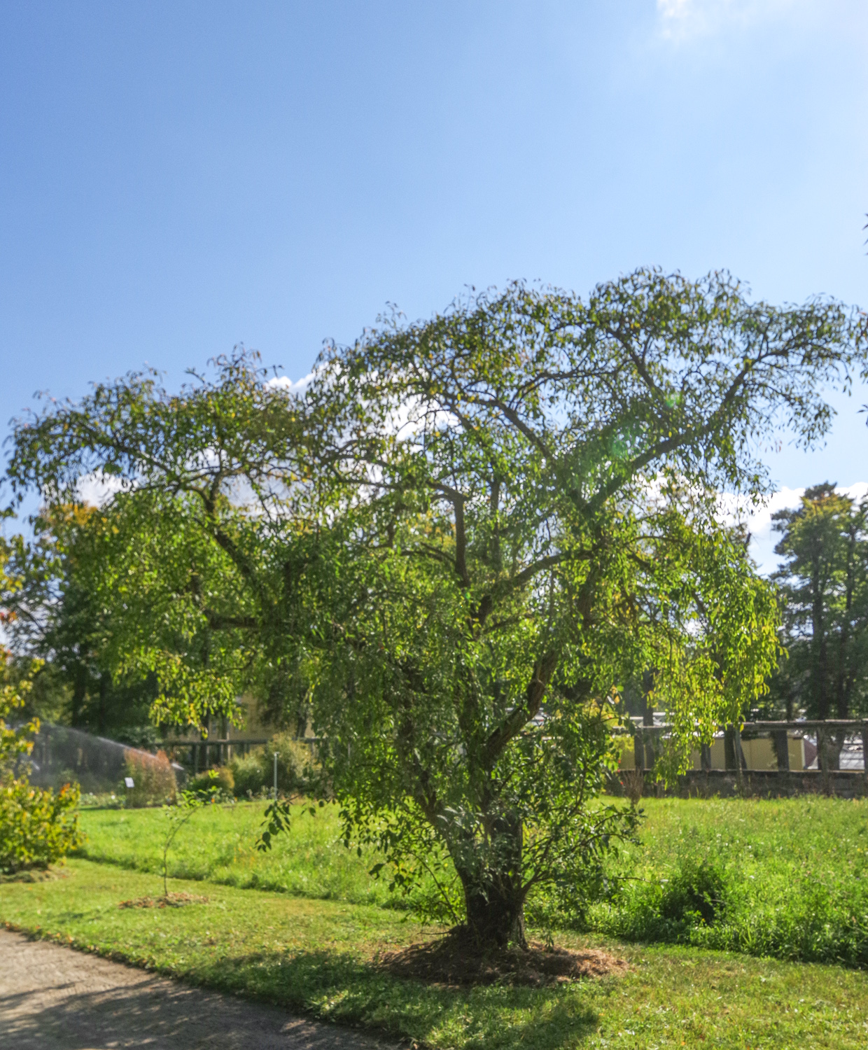 Euonymus phellomanus - Bot. Garten Potsdam - Okt. 2025
