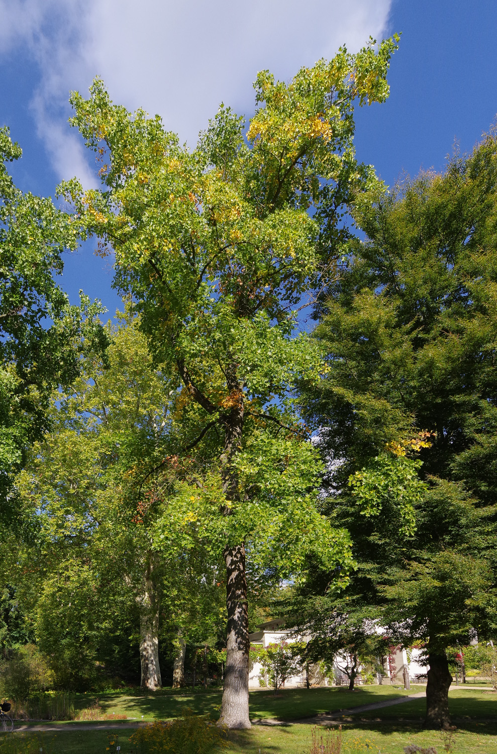 Liriodendron tulipifera - Potsdam - Okt. 2025
