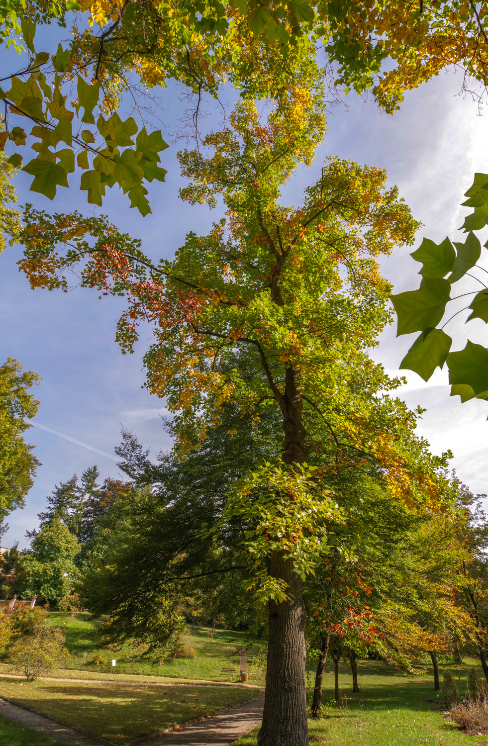 Liriodendron tulipifera - Potsdam - Okt. 2018