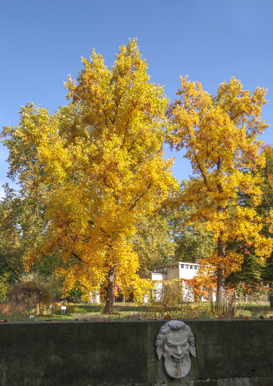 Liriodendron tulipifera - Potsdam - Okt. 2019