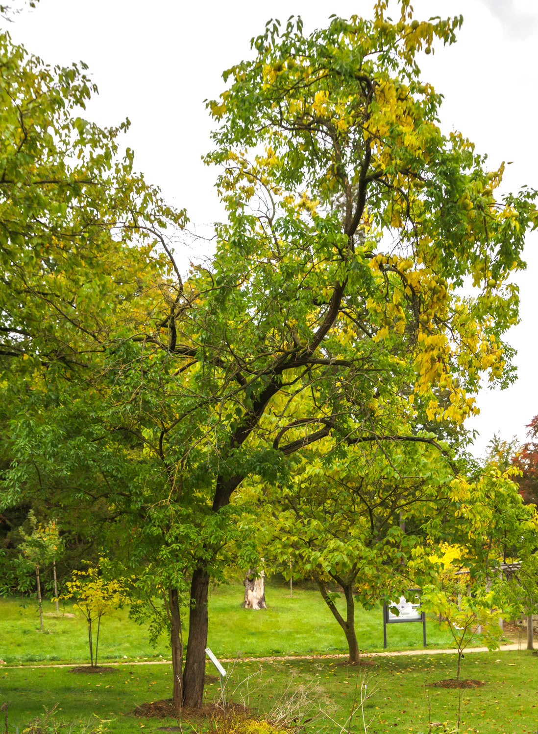 Maclura pomifera - Potsdam - Okt. 2025