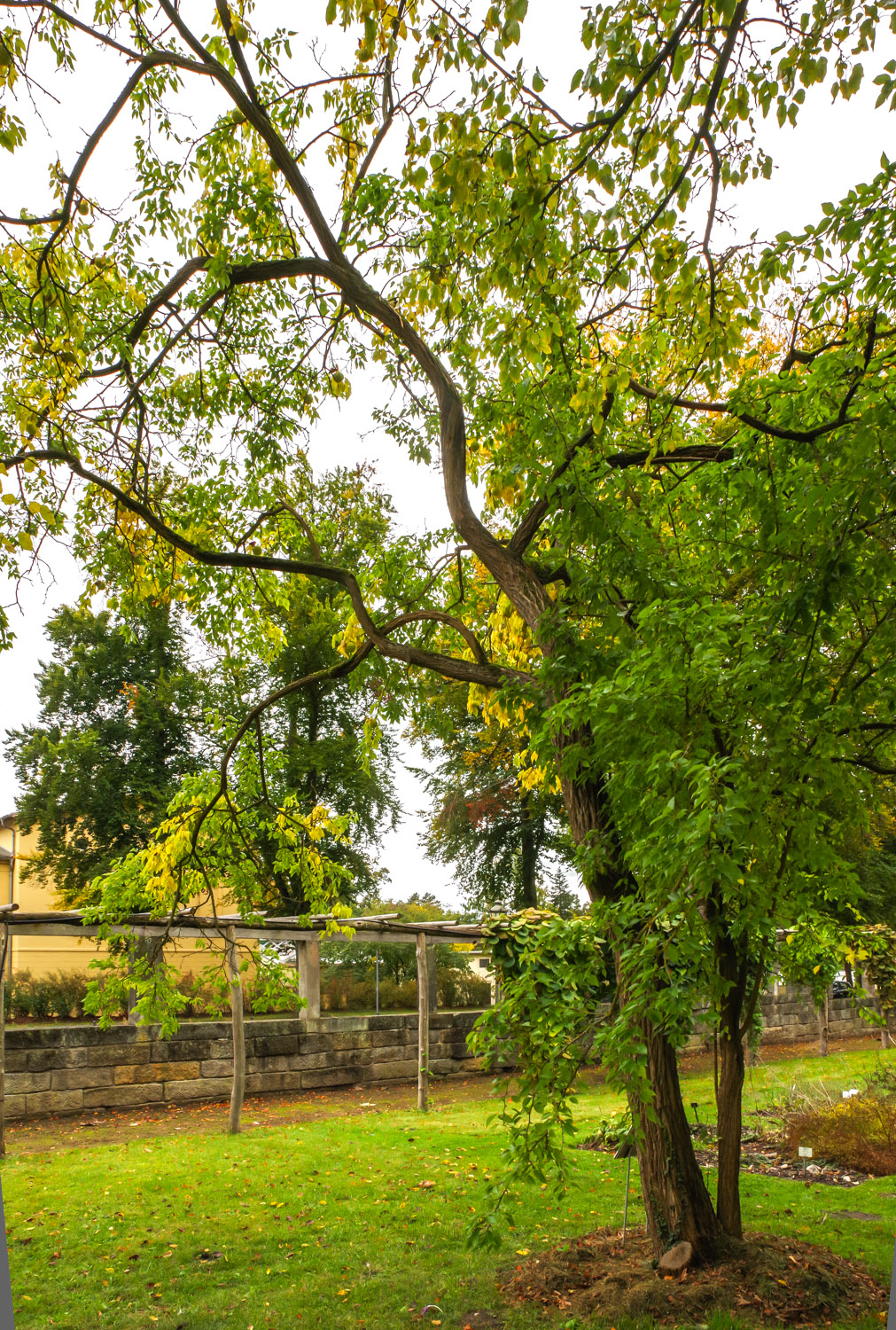 Maclura pomifera - Potsdam - Okt. 2025