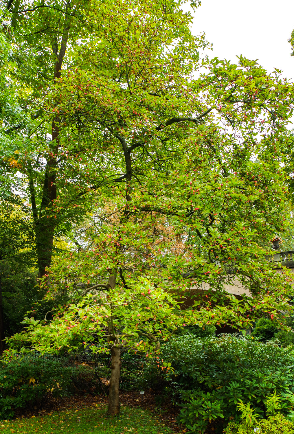 Magnolia kobus - Potsdam - Okt. 2025