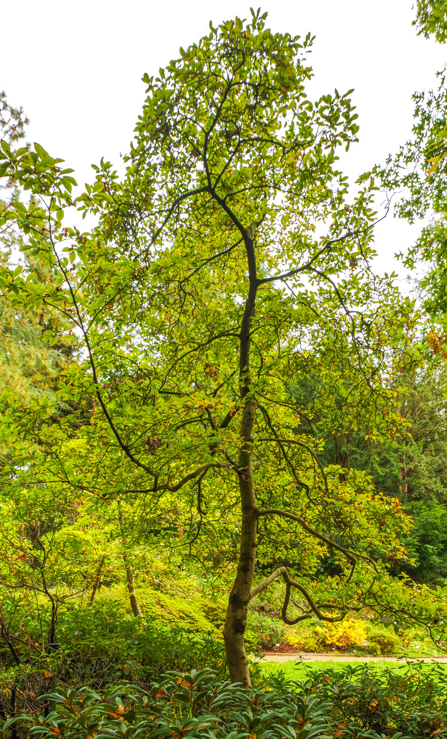 Magnolia kobus - Potsdam - Okt. 2025