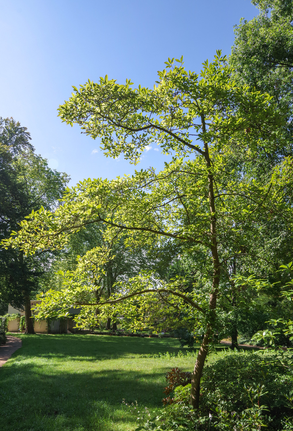 Magnolia × loebneri - Bot. Garten Potsdam - Sept. 2025