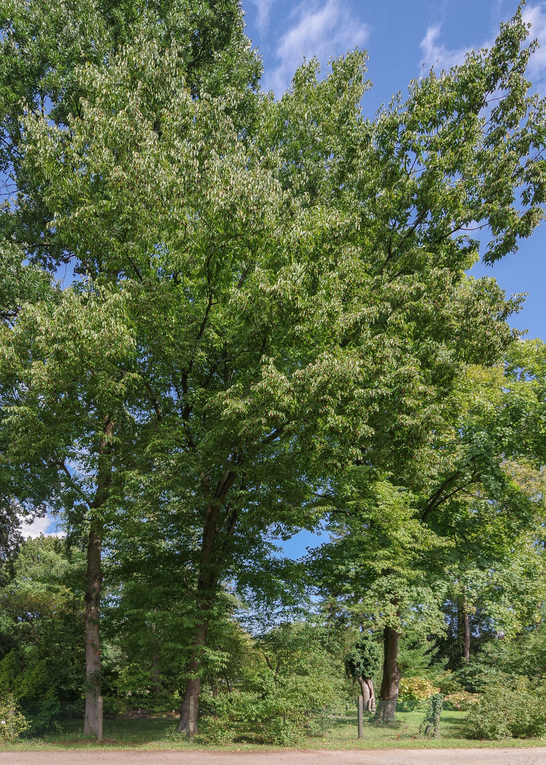 Ostrya carpinifolia - Bot. Garten Potsdam - Sept. 2025