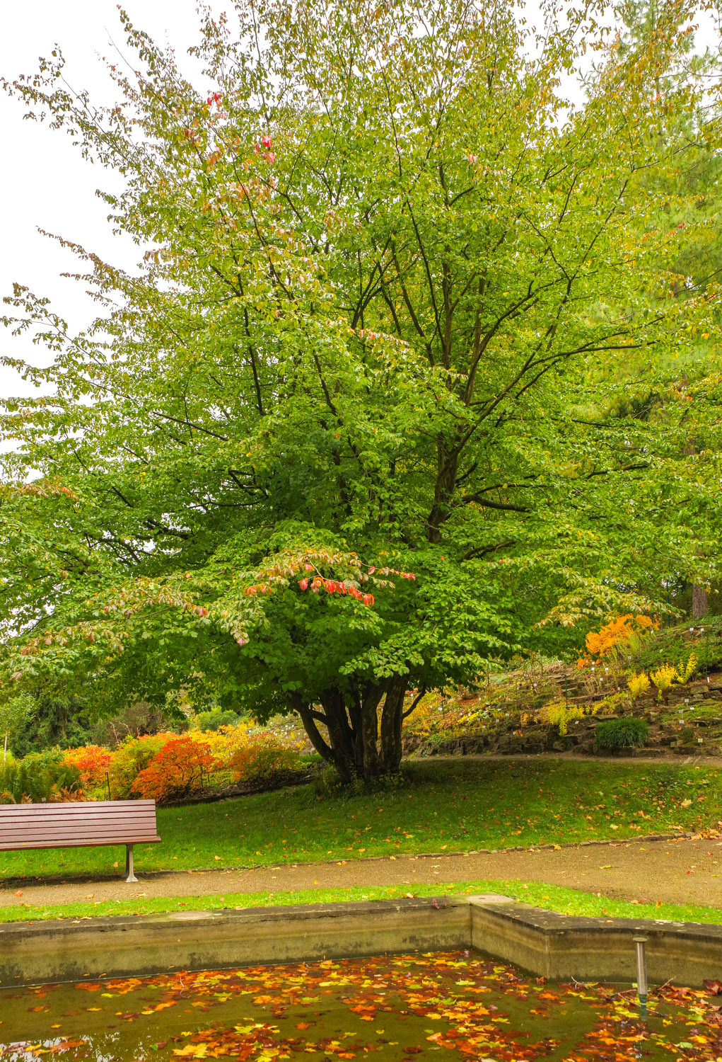 Parrotia persica - Potsdam - Okt. 2025
