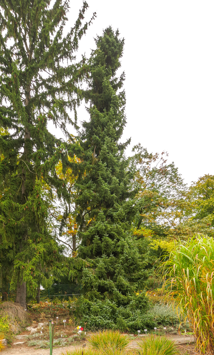 Picea omorika - Potsdam - Okt. 2025