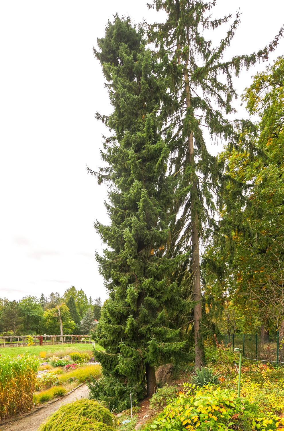 Picea omorika - Potsdam - Okt. 2025