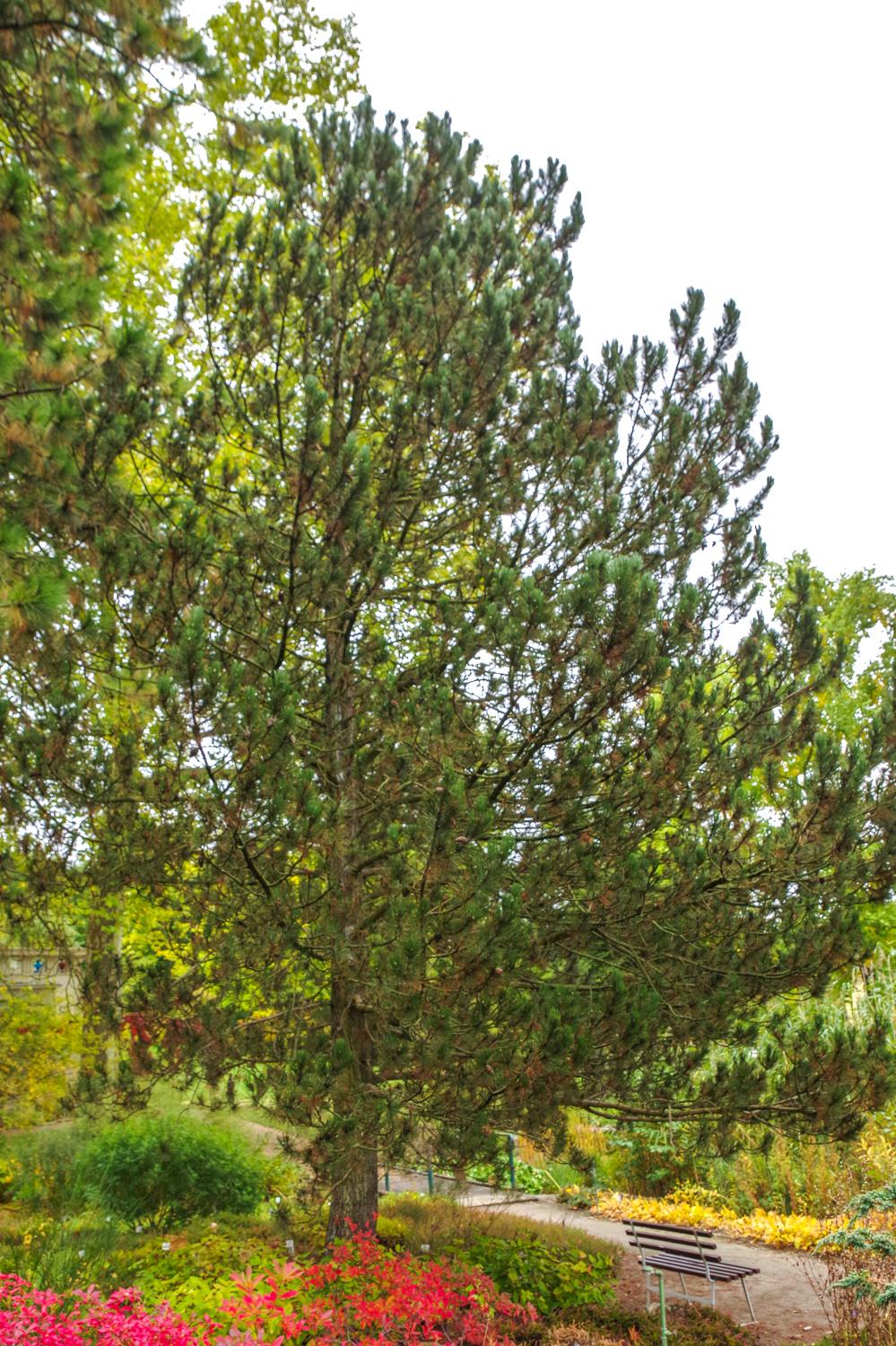 Pinus heldreichii - Potsdam - Okt. 2025