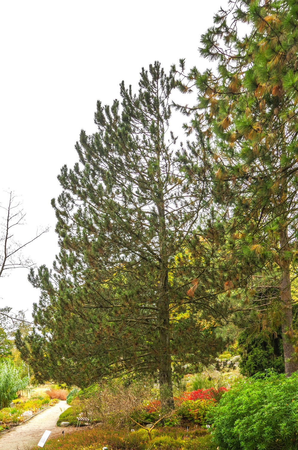 Pinus heldreichii - Potsdam - Okt. 2025