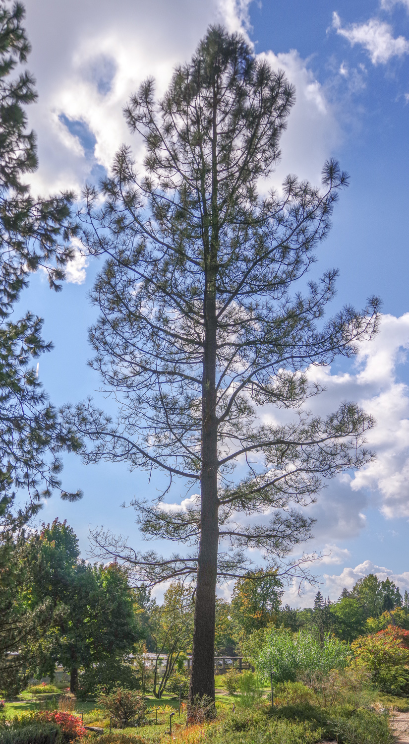 Pinus jeffreyi - Bot. Garten Potsdam - Okt. 2025