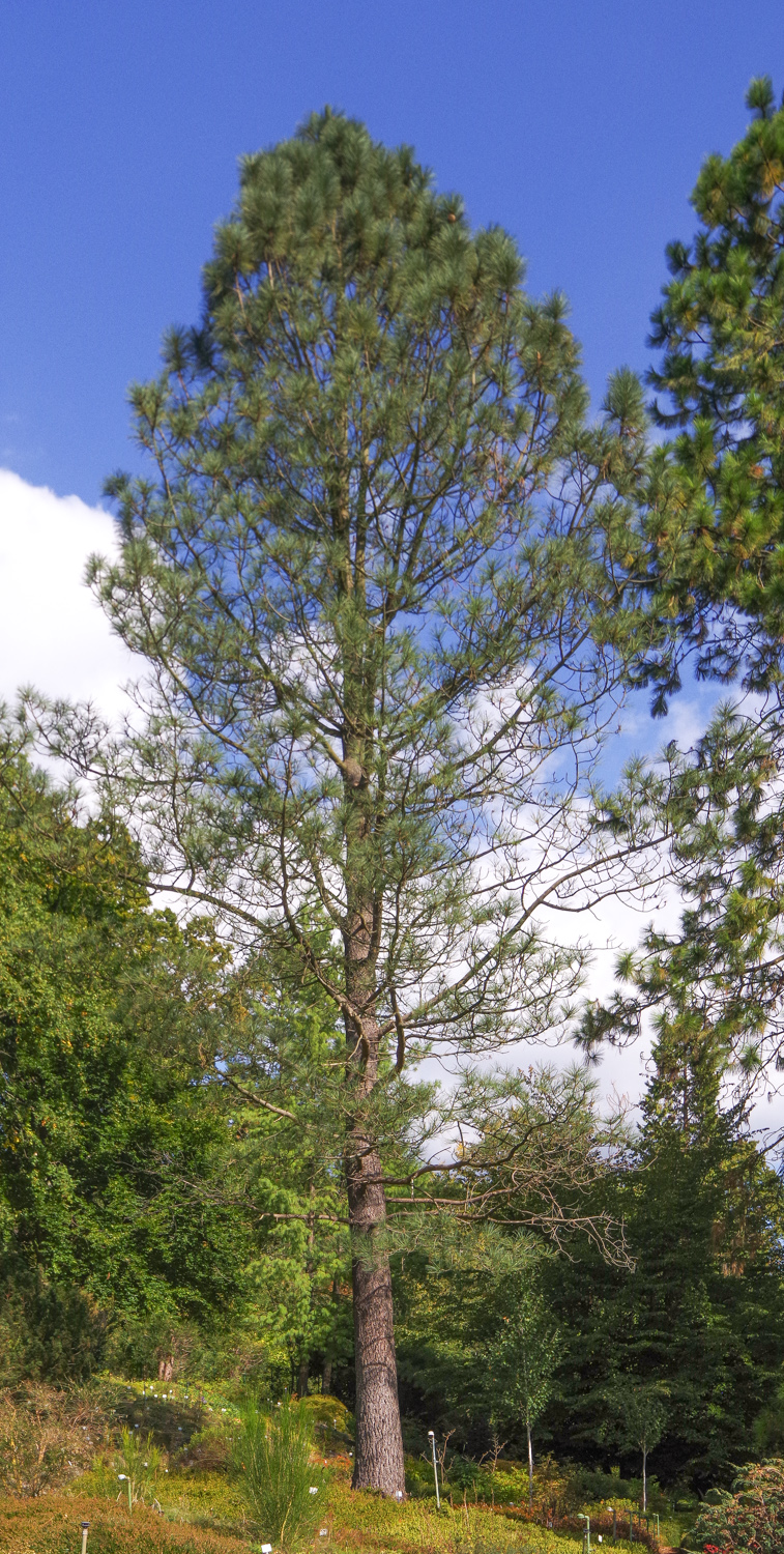 Pinus jeffreyi - Bot. Garten Potsdam - Okt. 2025