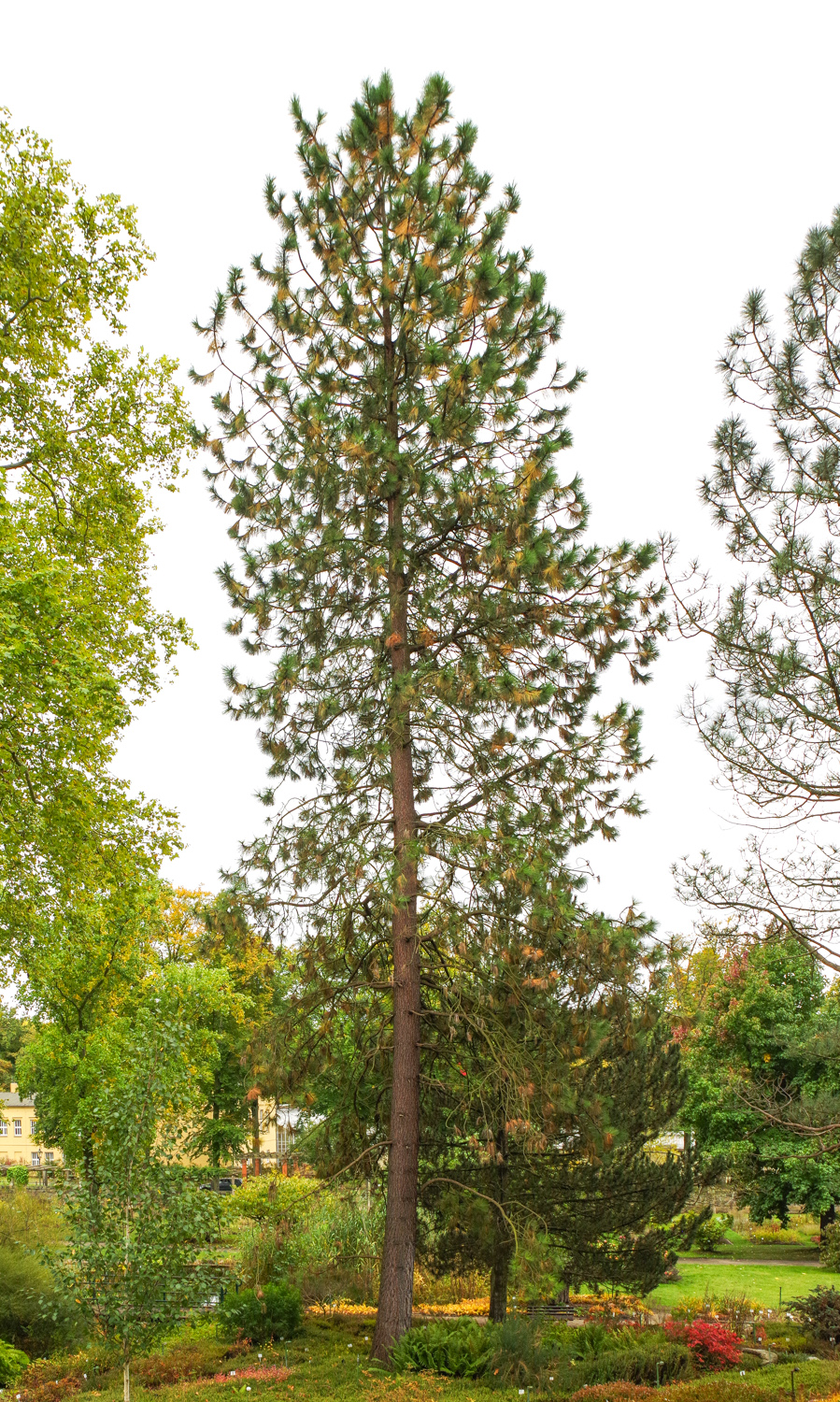 Pinus ponderosa - Potsdam - Okt. 2025