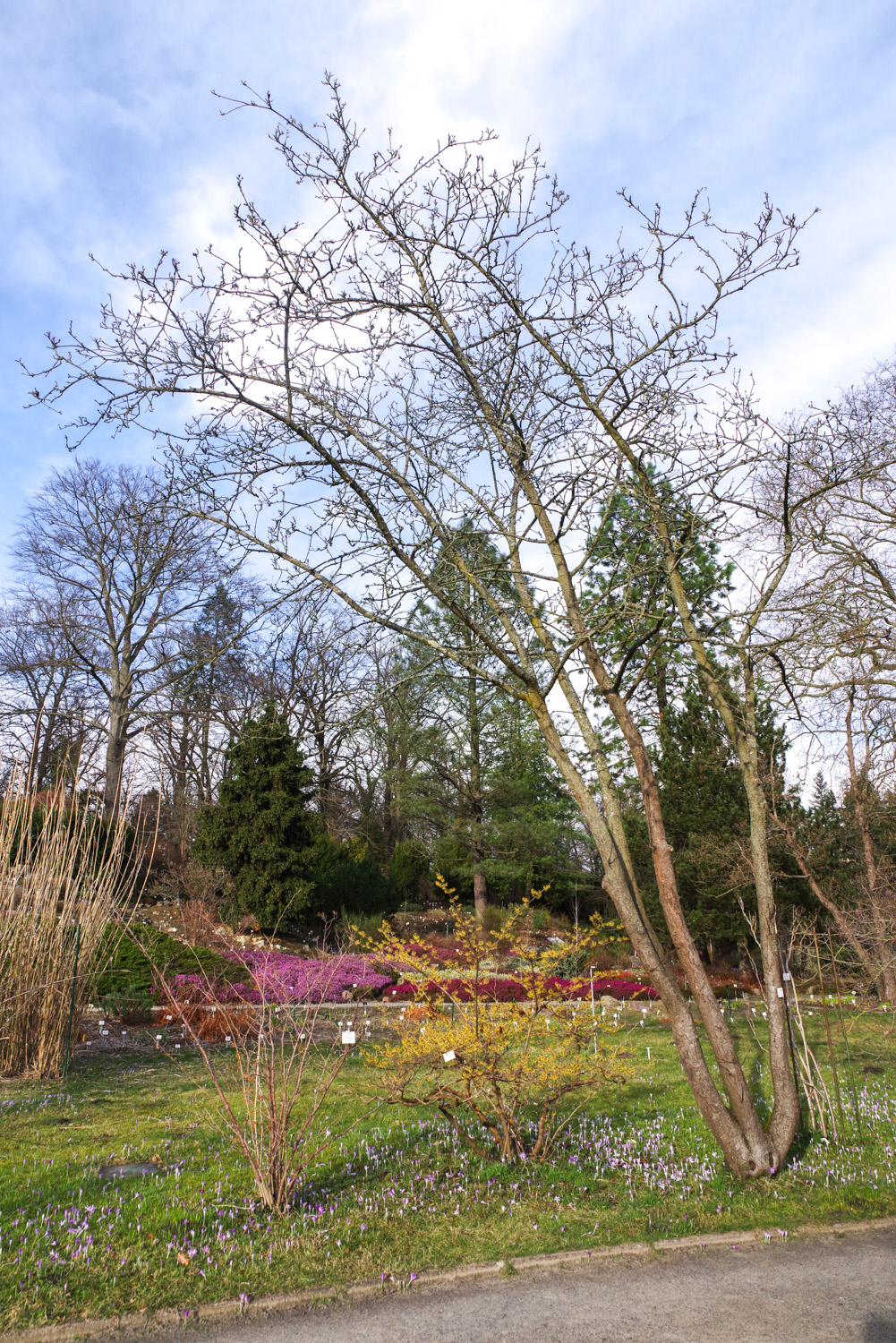 × Sorbopyrus auricularis - Bot. Garten Potsdam - Febr. 2023