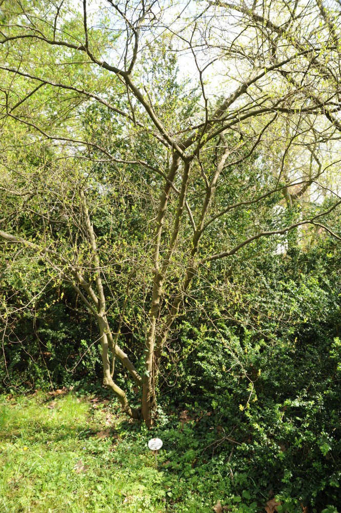 Lindera benzoin - Halle/Saale - April 2014
