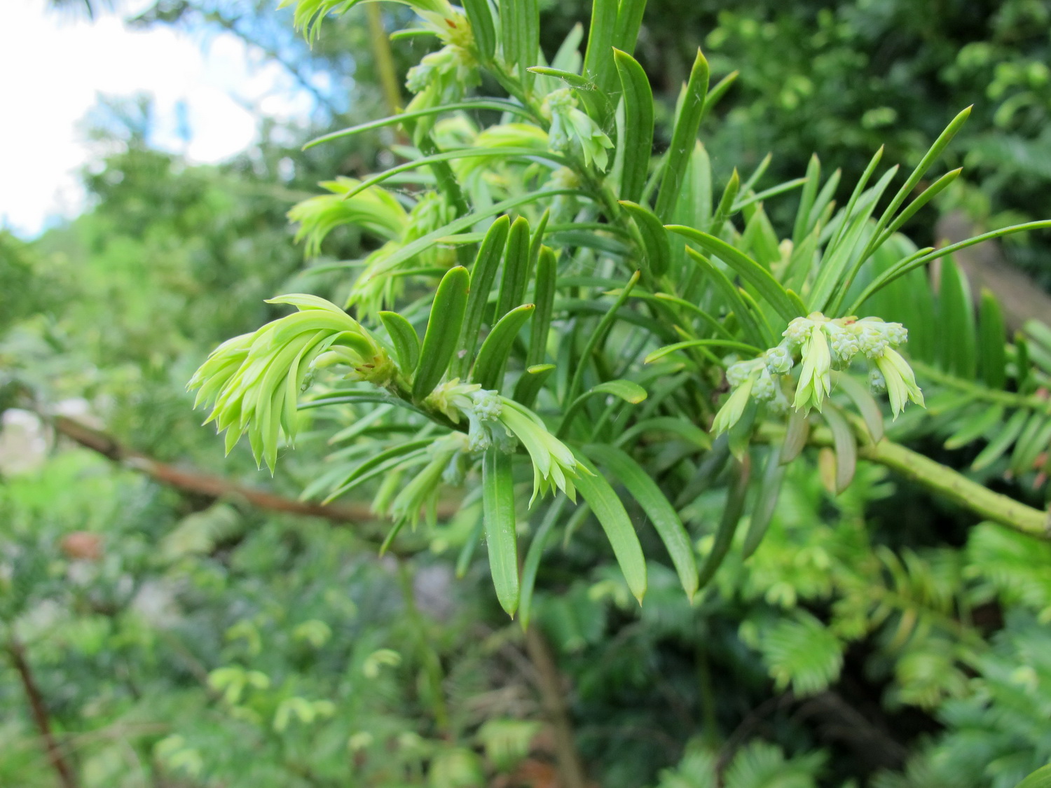 Cephalotaxus harringtonii var. drupacea - Dresden Botanischer Garten - März 2013