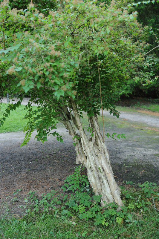 Kolkwitzia amabilis - Park Hullerbusch - 2014