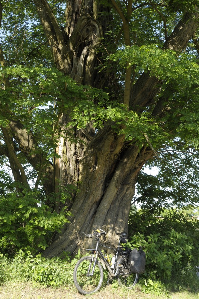 Robinia pseudoacacia - Langerwisch - 2011