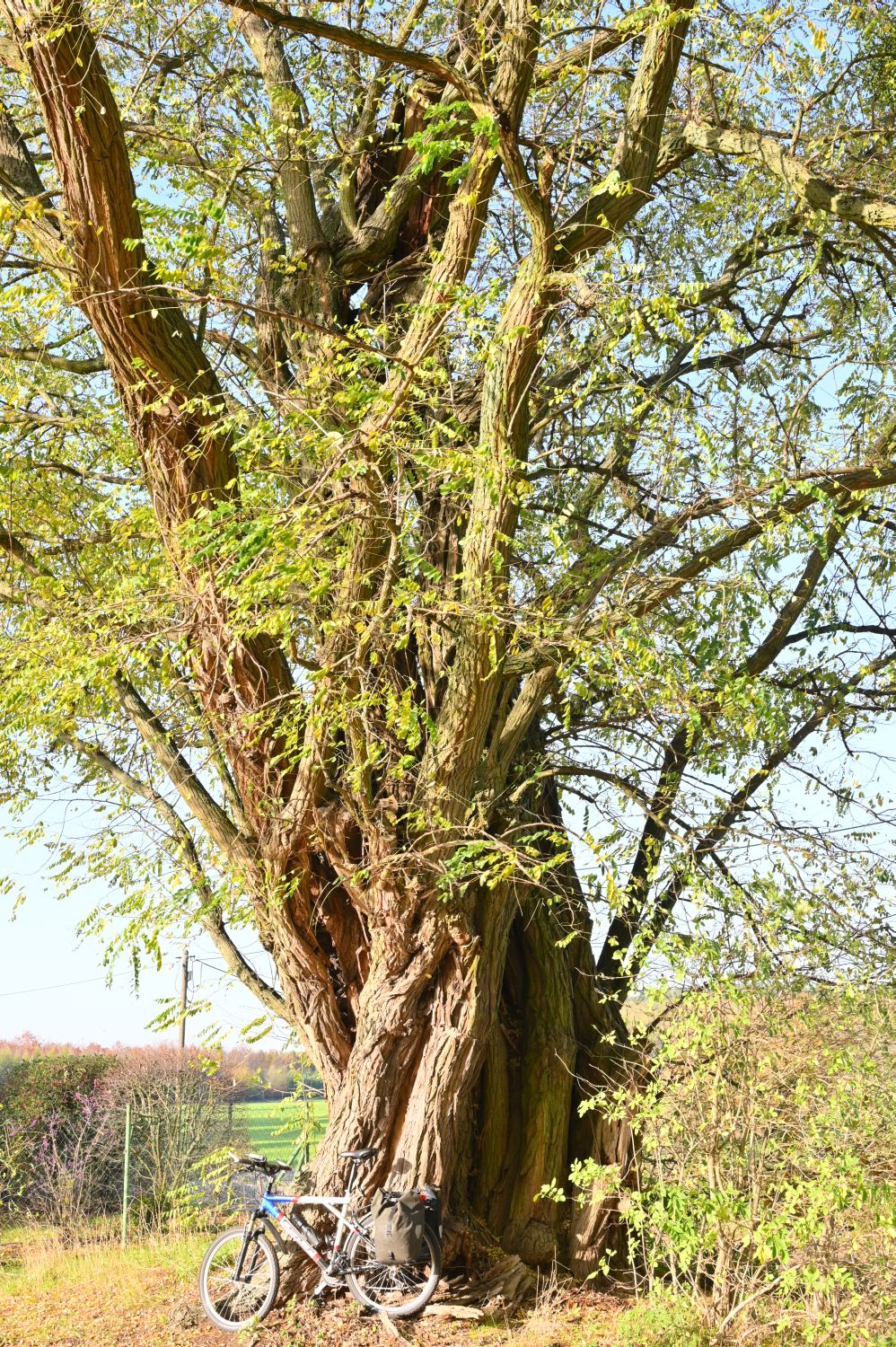 Robinia pseudoacacia - Langerwisch - 2020