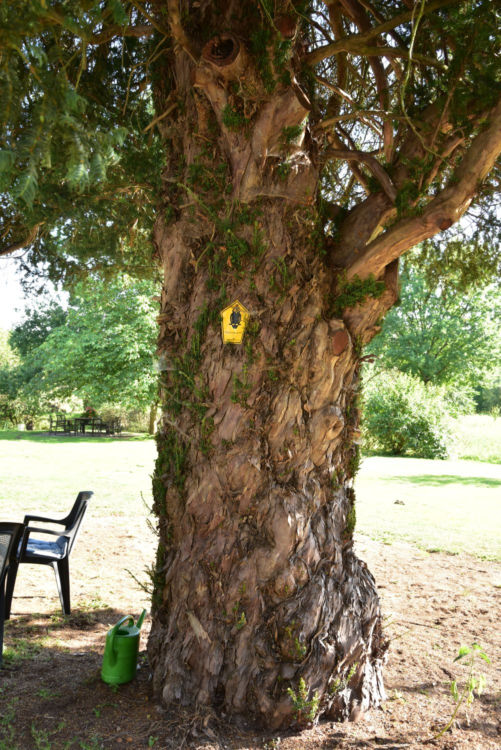 Taxus baccata - Burg Dorf - 2016