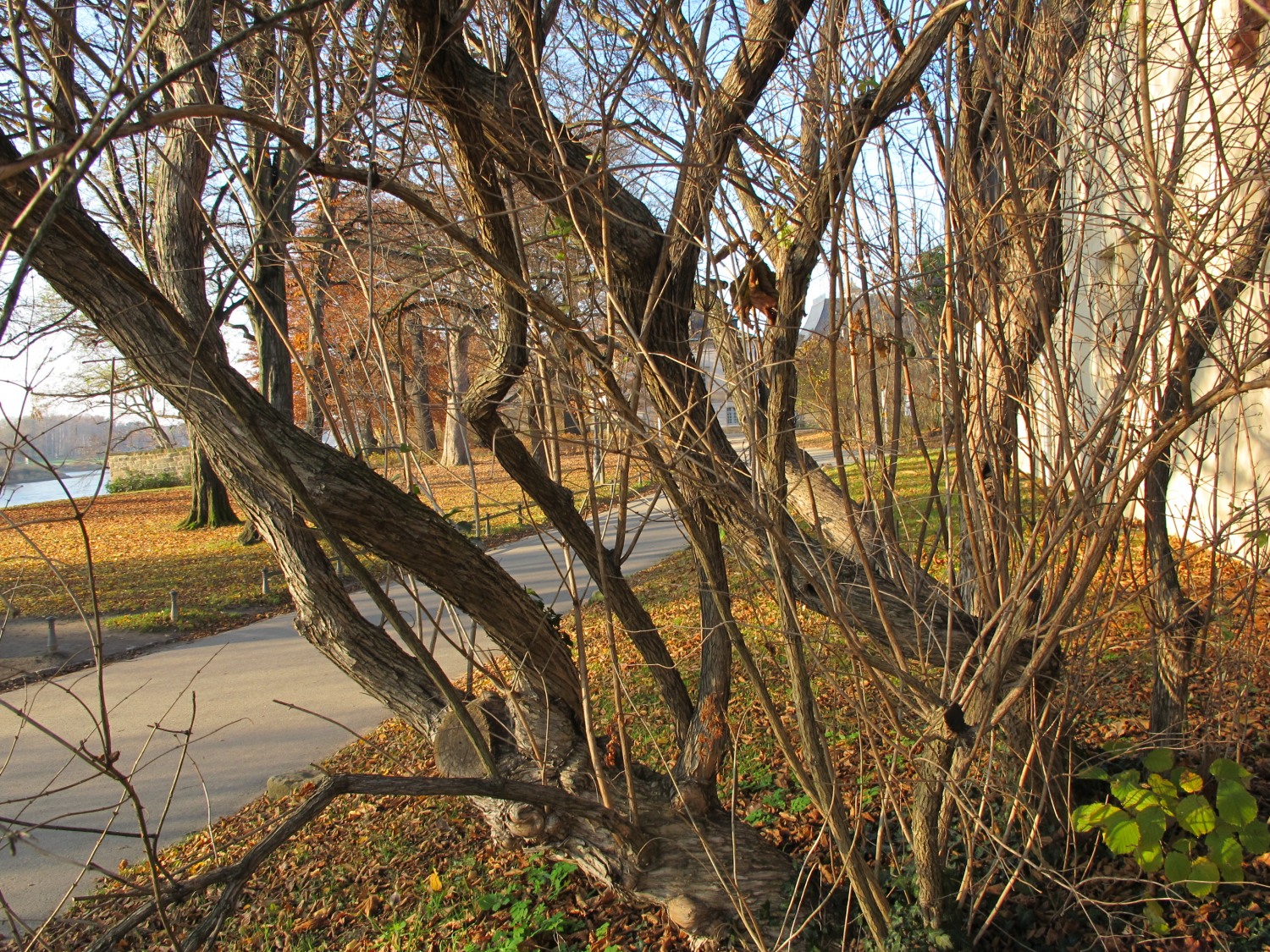 Lonicera × bella 'Rosea' - Dresden-Pillnitz - November 2012