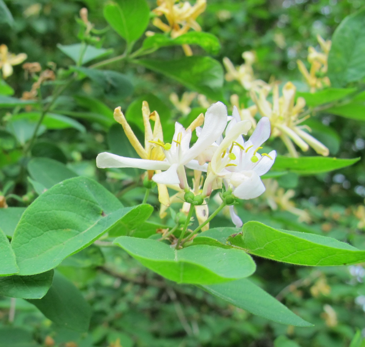 Lonicera × bella 'Rosea' - Dresden-Pillnitz - Mai 2013