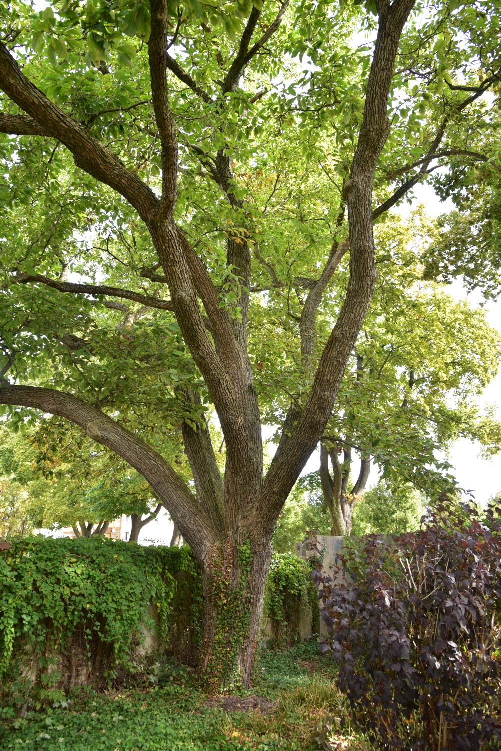 Magnolia acuminata - Eilenburg - August 2018