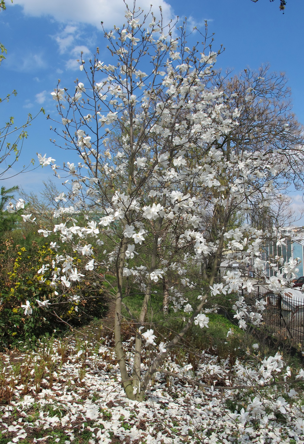 Magnolia cylindrica - Dresden Botanischer Garten - April 2013