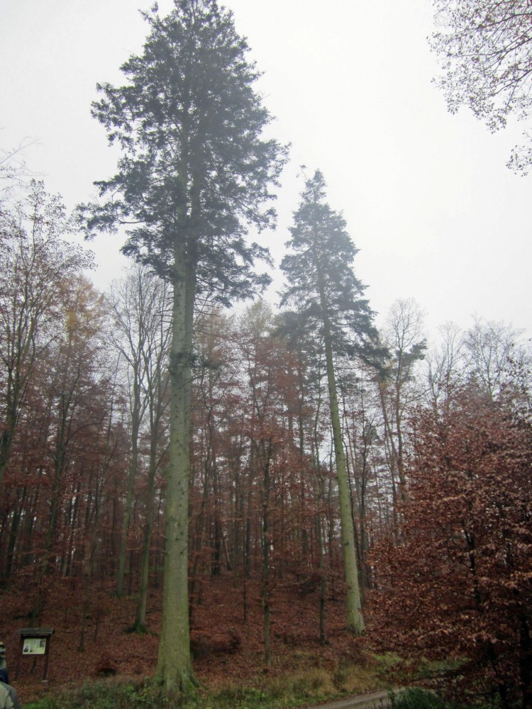 Abies alba - Pansdorfer Wald - Januar 2012