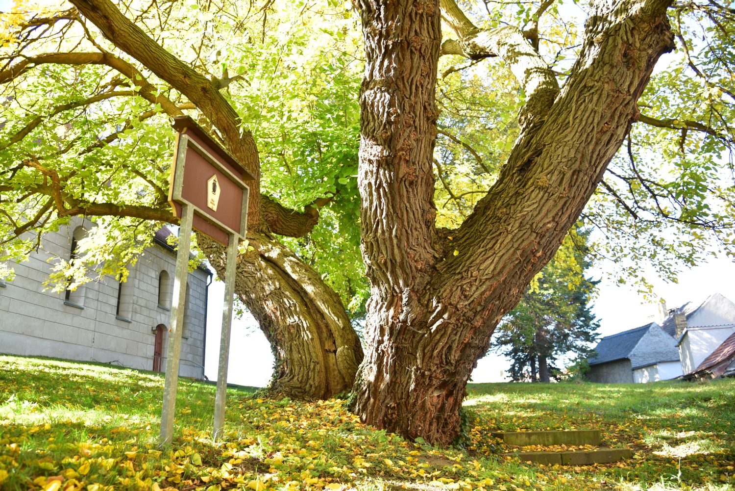 Weißer Maulbeerbaum - Schildau, Kirchhof - 2017