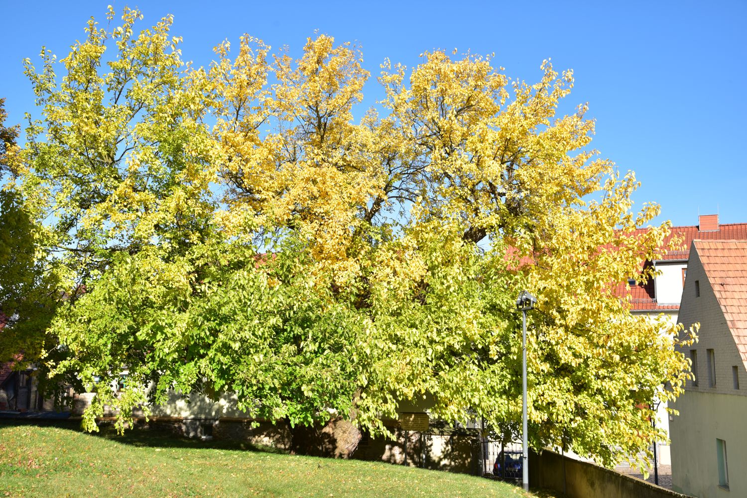 Weißer Maulbeerbaum - Schildau, Kirchhof - 2017