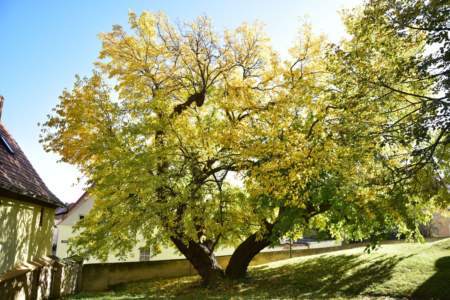 Weißer Maulbeerbaum - Schildau, Kirchhof - 2017