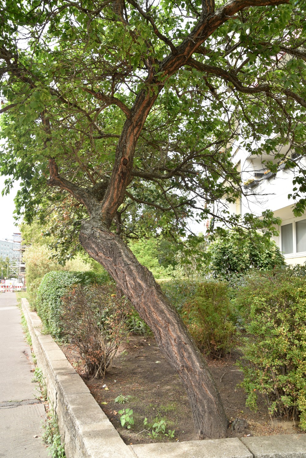 Prunus armeniaca, Aprikose - Berlin Friedrichshain - 2022
