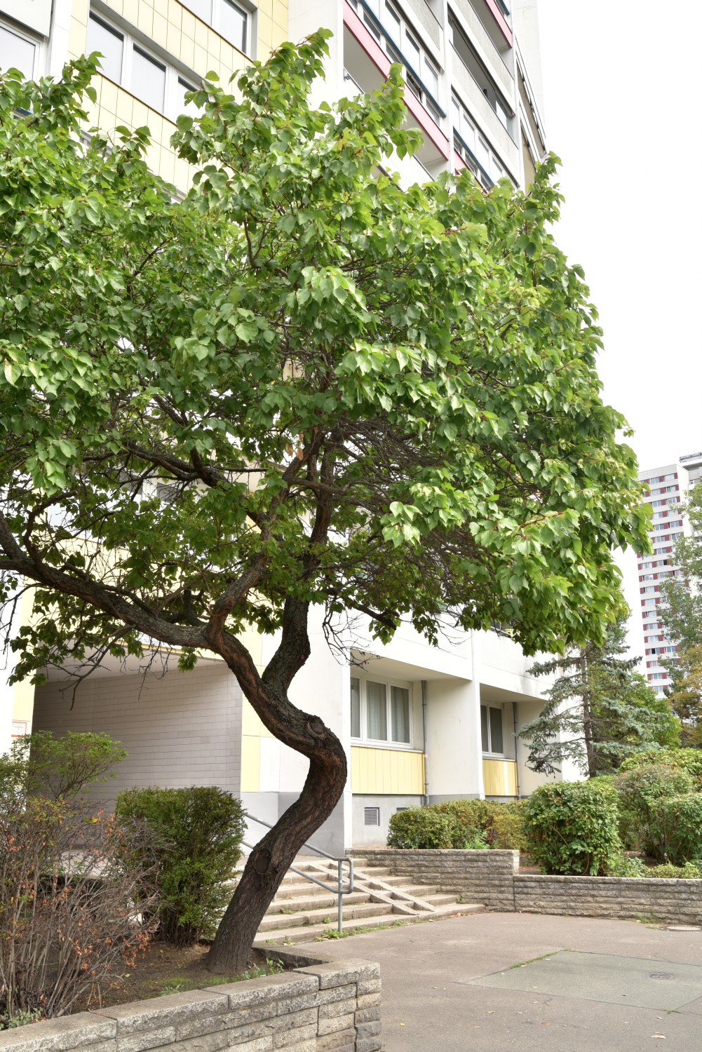 Prunus armeniaca, Aprikose - Berlin Friedrichshain - 2022
