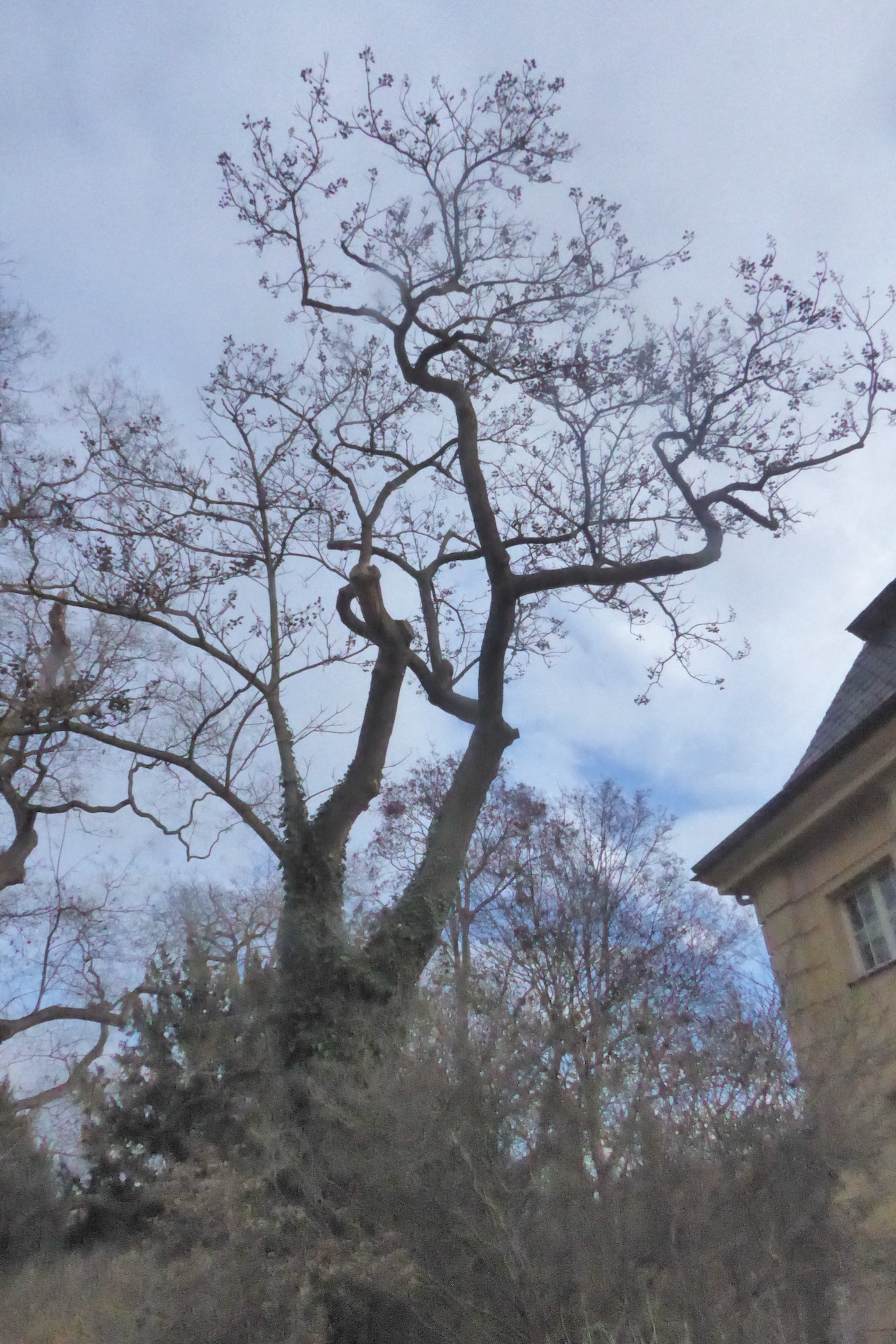 Paulownia tomentosa - Dresden - Dezember 2022