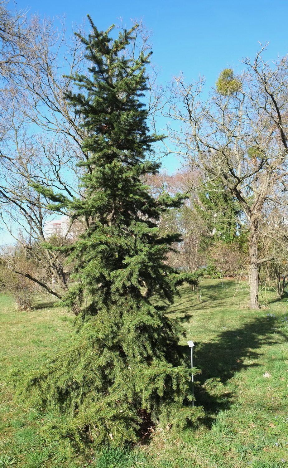 Picea polita - Dresden Botanischer Garten - März 2014