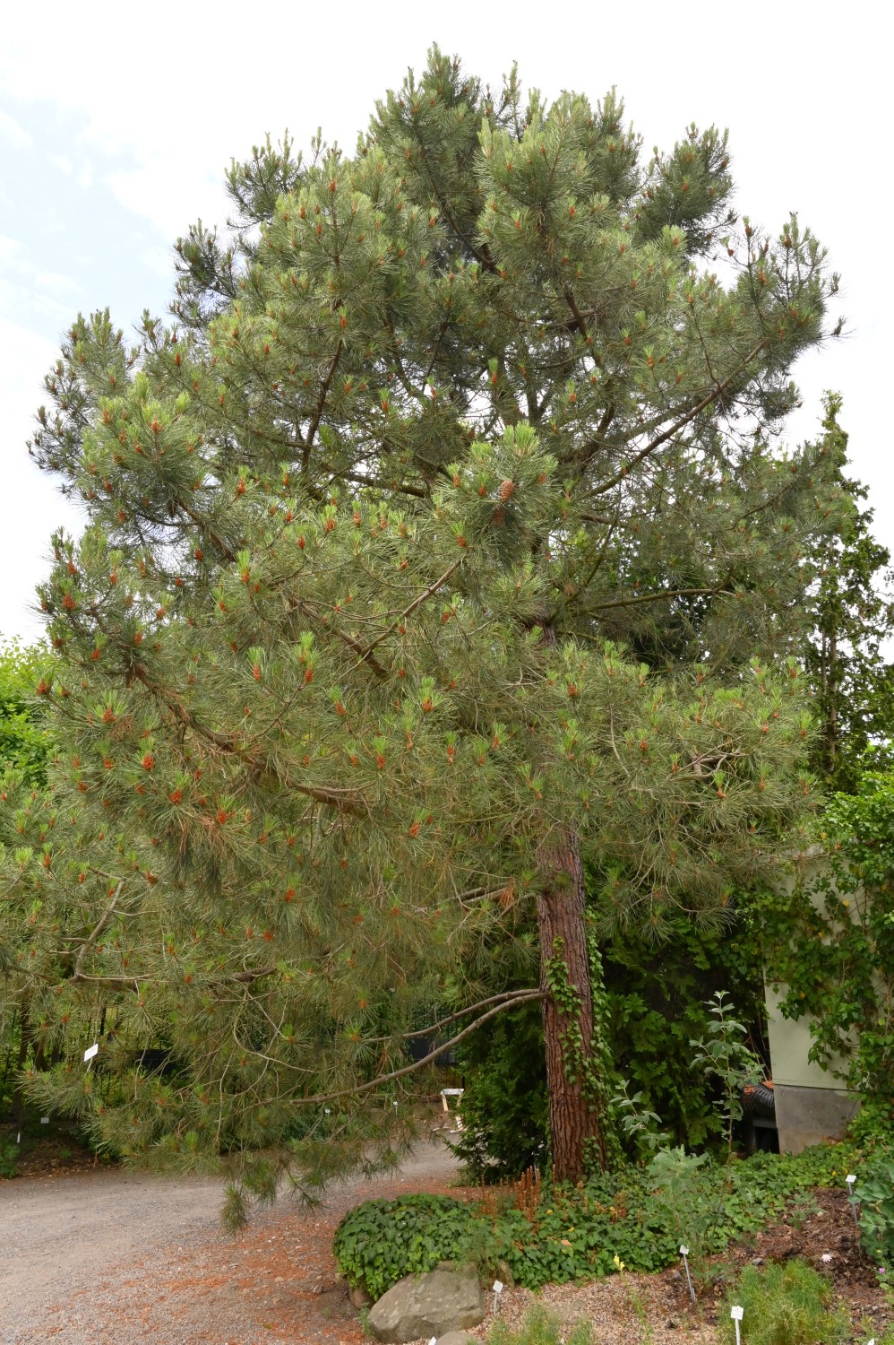 Pinus pinaster subsp. escarena - Dresden Botanischer Garten - 2022