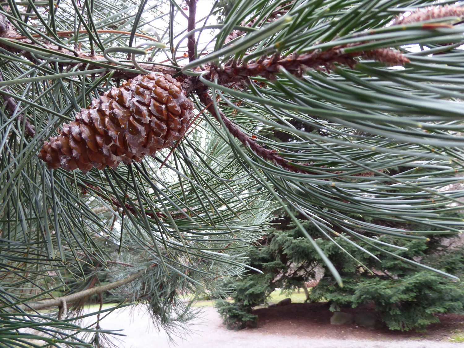 Pinus pinaster subsp. escarena - Dresden Botanischer Garten - Januar 2023