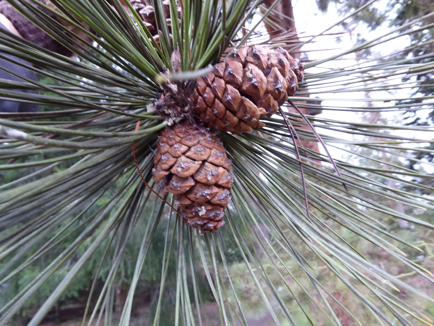 Pinus ponderosa subsp. scopulorum - Dresden Botanischer Garten - Februar 2023