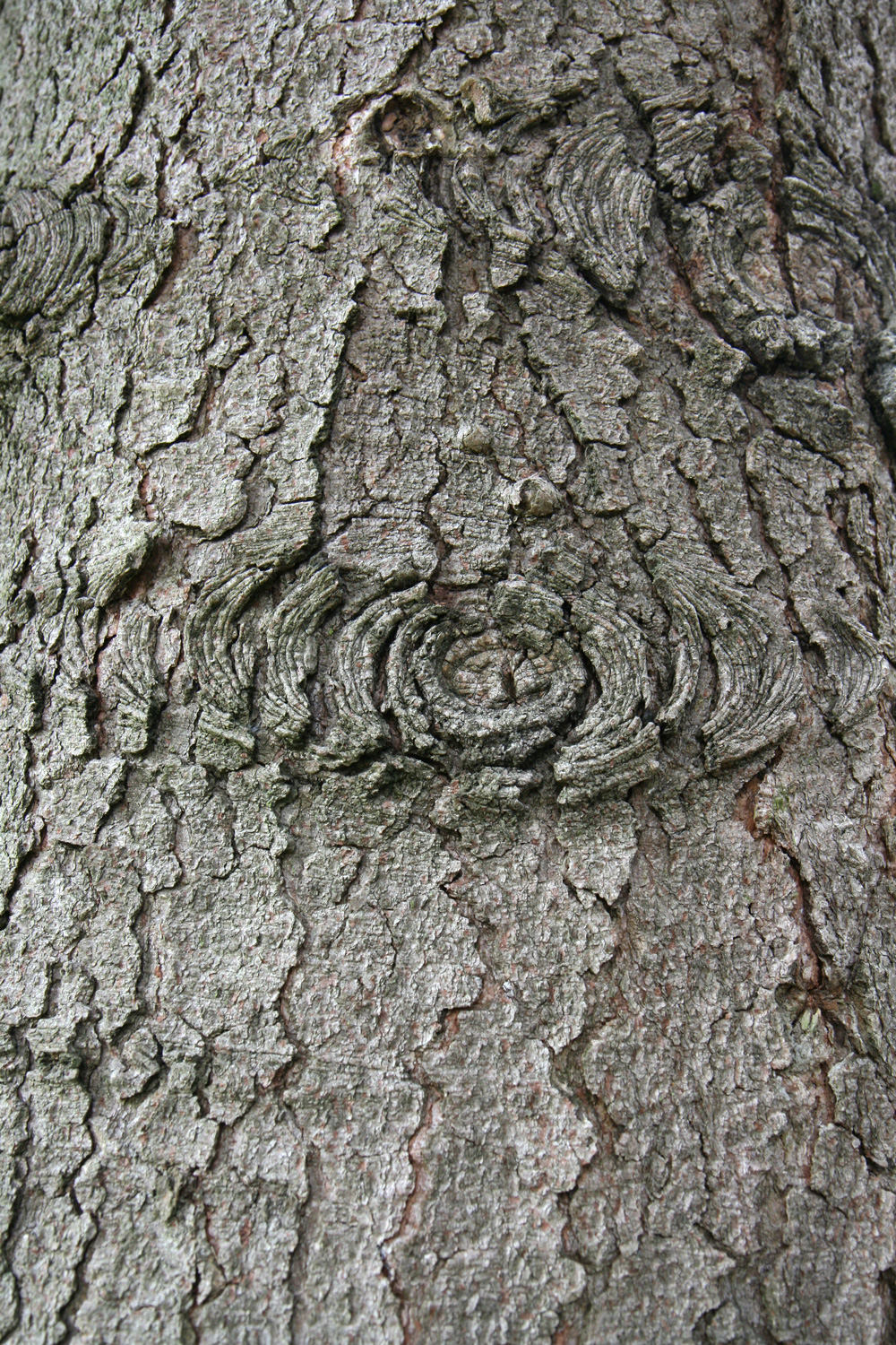 Abies chensiensis - Freiburg - Aug. 2014