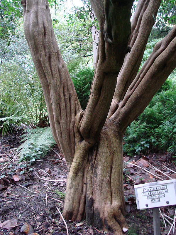 Poncirus trifoliata - Moenchengladbach - 2014