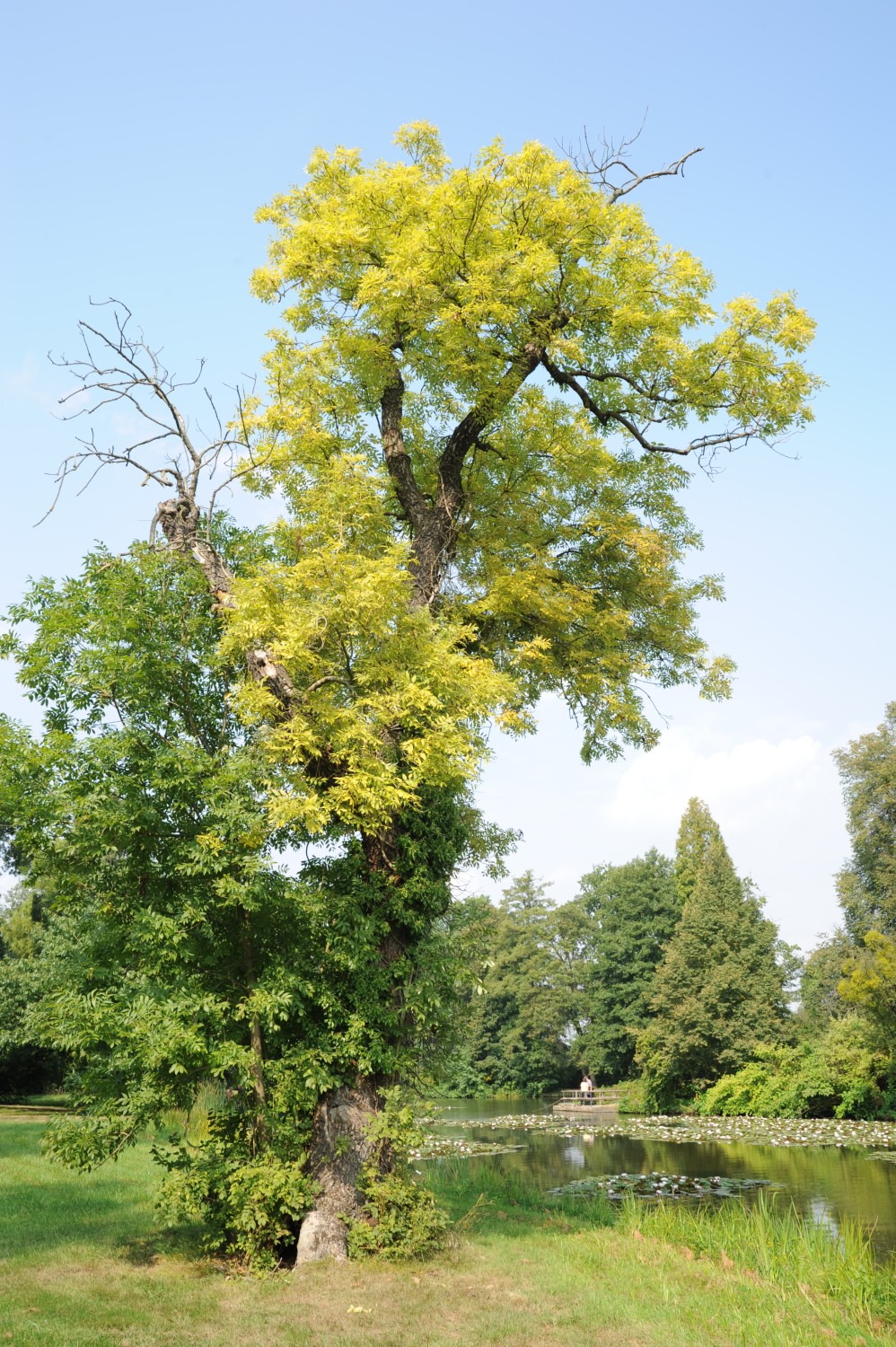 Fraxinus excelsior 'Aurea' - Wörlitz - 2013