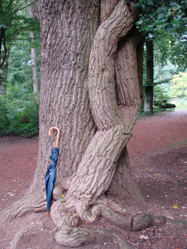 Hedera helix - Moenchengladbach - 2014