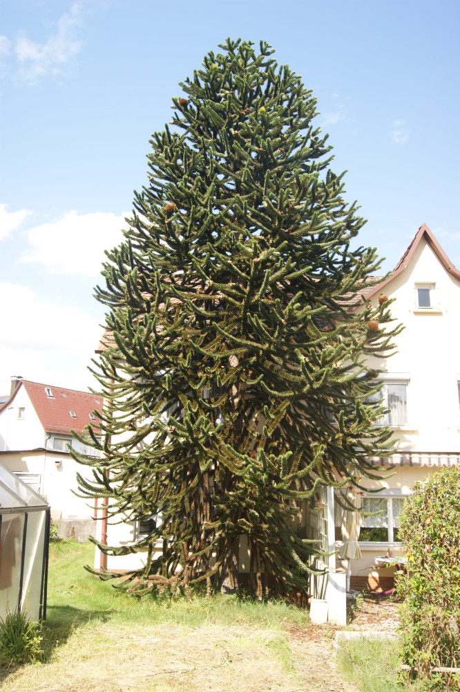 Araucaria araucana - Altdorf - 2014